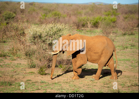 Afrikanischer Elefant (Loxodonta Africana Africana), Madikwe Game Reserve, Südafrika Stockfoto