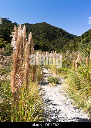 dh Toetoe AUSTRODERIA FLORA Neuseeland Toi Toi Rasen neben Wanderweg Stockfoto