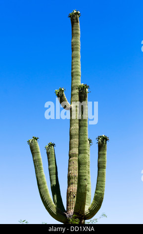 Blühenden Saguaro Kaktus, Saguaro National Park West, Tucson, Arizona, USA Stockfoto