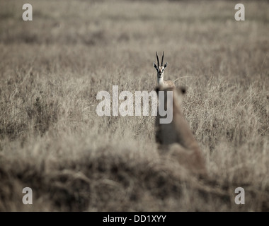 Lion kommt Auge in Auge mit einem Thomson-Gazelle. Serengeti. Tansania Stockfoto