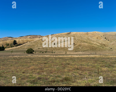 dh Wairarapa Valley WAIRARAPA Neuseeland Baum gepflanzt Forstwirtschaft Hang Felder Trockenrasen Trockenheit Stockfoto