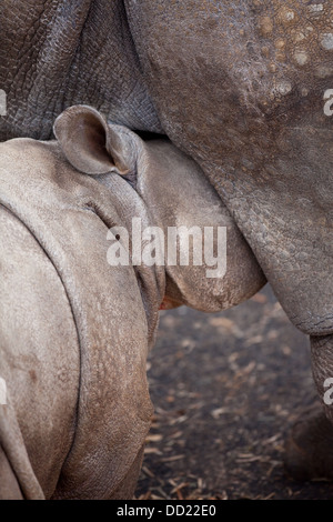 Asiatischen oder indischen größer einem gehörnten Nashorn (Rhinoceros Unicornis). Kalb oder junge von der Mutter gesäugt. Stockfoto