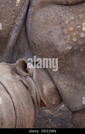 Asiatischen oder indischen größer einem gehörnten Nashorn (Rhinoceros Unicornis). Kalb oder junge von der Mutter gesäugt. Stockfoto