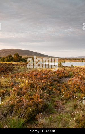 Schwarzes Loch auf Dava Moor Stockfoto