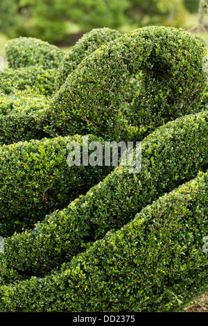 Pearl Mönchsorden ohne gärtnerische Erfahrung weggeworfene Pflanzen verwandelte sich in eine erstaunliche Formschnitt Wunderland in seinem ehemaligen Maisfeld in einem kleinen Dorf im ländlichen South Carolina. Stockfoto