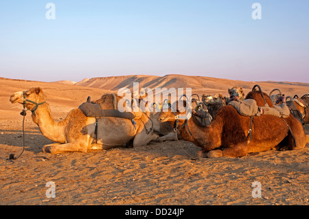Kamele in der Wüste, Israel ruht Stockfoto