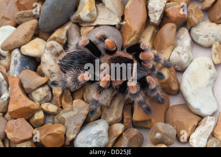 Mexikanische rote kneten Tarantel (Brachypelma Smithi). Stockfoto