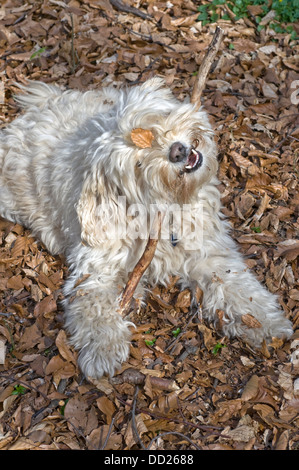 Netter Hund mit Blatt auf Gesicht Kauen einen Stock. Stockfoto