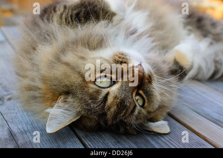 Pelzigen und flauschig norwegische Waldkatze Verlegung auf seinem Rücken mit einem kuscheligen Blick, Blick auf den Kopf gestellt. Stockfoto