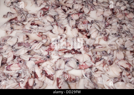 Calamares sind ein Tintenfisch oder Oktopus Art von Fisch. Sie sind sehr beliebt in Malaga Stockfoto