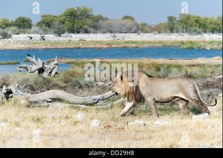 Männlicher Löwe (Panthera Leo) zu Fuß entlang ein Wasserloch, Etosha Nationalpark, Namibia Stockfoto