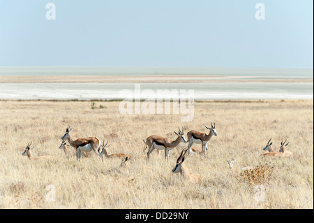 Springbock (Antidorcas Marsupialis) männlich liegen in der Wiese mit Weibchen, Etosha Salzpfanne im Hintergrund, Namibia Stockfoto