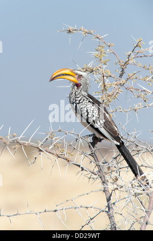 Östlichen gelb-billed Hornbill (Tockus Flavirostris) auf einem dornigen Akazien Ast, Etosha Nationalpark, Namibia Stockfoto