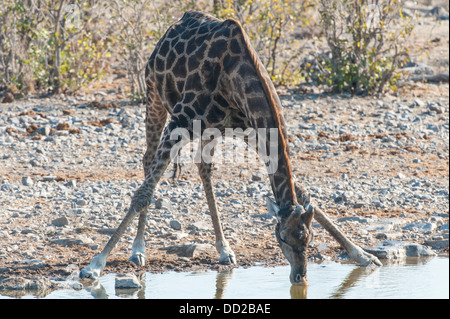 Giraffe (Giraffa Plancius) trinken an einer Wasserstelle, Etosha Nationalpark, Namibia Stockfoto