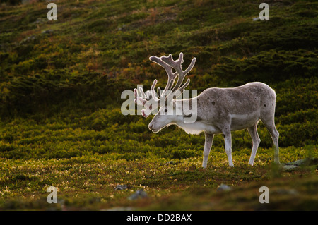Weißen männlichen Rentier mit samt Geweih in Abend-Hintergrundbeleuchtung in Schwedisch-Lappland Stockfoto