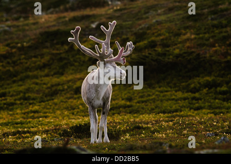 Weißen männlichen Rentier mit samt Geweih in Abend-Hintergrundbeleuchtung in Schwedisch-Lappland Stockfoto