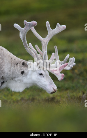 Porträt von einem weißen männlichen Rentier mit samt Geweih in Schwedisch-Lappland Stockfoto