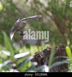 Welsh Garden Birds: weibliche Buchfink schweben Stockfoto