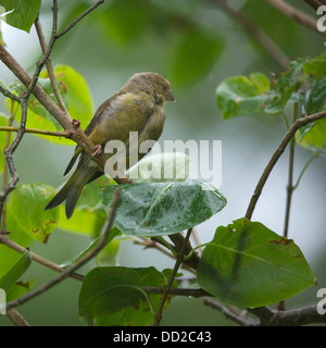 Welsh Garten Vögel: Green Finch in ein Fliederbusch im Regen hocken Stockfoto