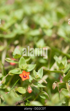 Scarlet Pimpernel, Anagallis Arvensis, in Blüte Stockfoto