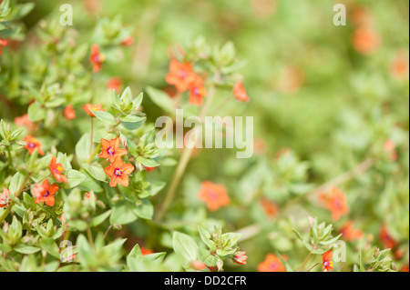 Scarlet Pimpernel, Anagallis Arvensis, in Blüte Stockfoto