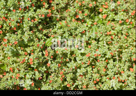 Scarlet Pimpernel, Anagallis Arvensis, in Blüte Stockfoto