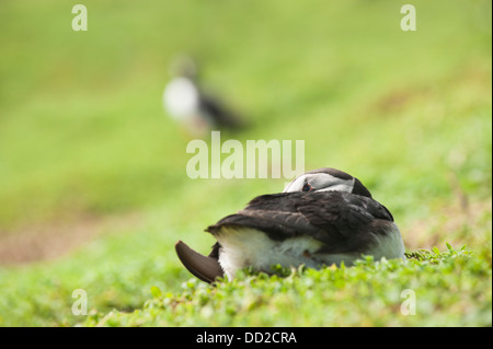 Puffin, Fratercula Arctica, Skokholm, South Pembrokeshire, Wales, Vereinigtes Königreich Stockfoto