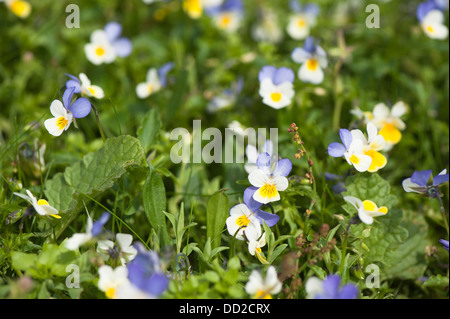 Wilde Stiefmütterchen oder Stiefmütterchen, Viola Tricolor, Blüte Stockfoto