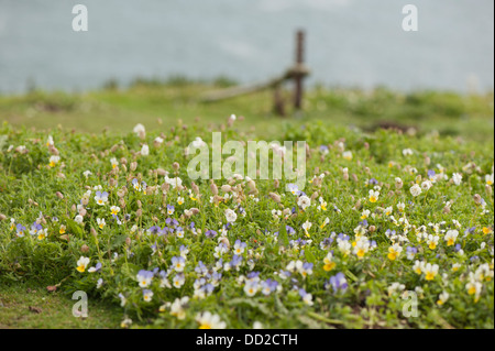 Wilde Stiefmütterchen oder Stiefmütterchen, Viola Tricolor, Blüte Stockfoto