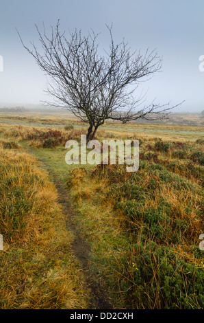 Landschaft von einem Fußweg und Winter Baum an einem nebligen Morgen in der Nähe von Nutley, Ashdown Forest, Sussex, England Stockfoto