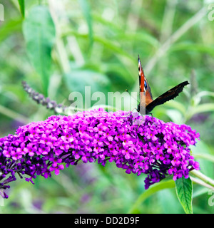 Der wissenschaftliche Name der Europäischen Pfau Inachis Io: Aglais Io häufiger bekannt einfach als das Tagpfauenauge auf Sommerflieder Stockfoto