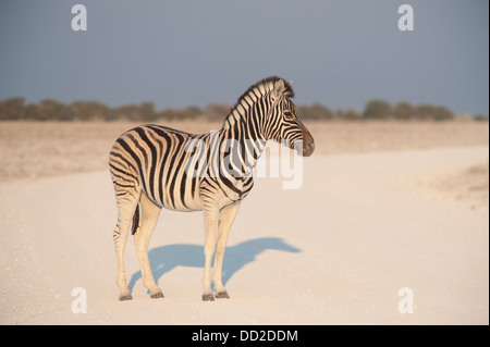 Burchell Zebra (Equus Quagga Burchellii) stehend auf einer staubigen Straße, Etosha Nationalpark, Namibia Stockfoto