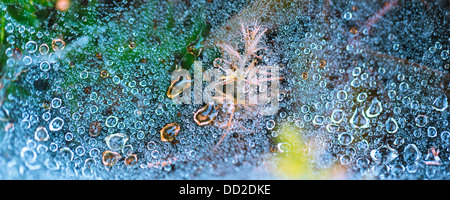 Ein Spinnennetz auf einem Stechginster getränkt in Foggy Dew, Makro fotografiert und Farbe hervorgehoben Stockfoto