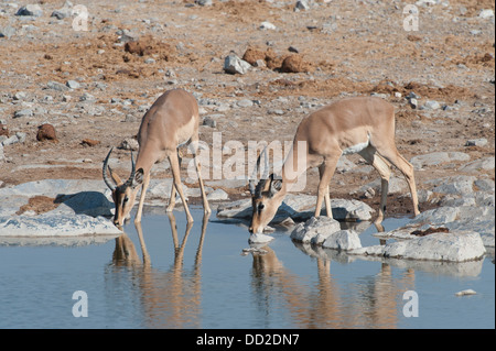 Zwei jungen männlichen Impala (Aepyceros Melampus) und trinken am Halali Wasserloch im Etosha Nationalpark, Namibia Stockfoto