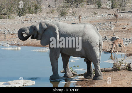 Elefantenbullen (Loxodonta Africana) und drei männliche Impala (Aepyceros Melampus) trinken in Halali Wasserloch, Etosha, Namibia Stockfoto