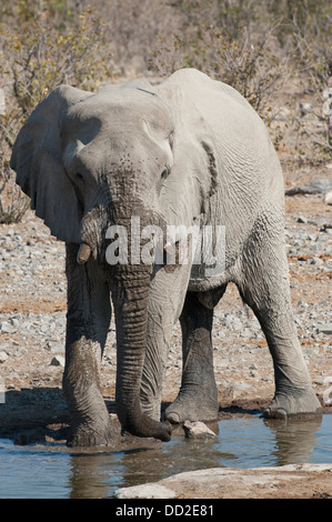 Elefant Stier (Loxodonta Africana) im Halali Wasserloch, Closeup, Etosha Nationalpark, Namibia zu trinken Stockfoto