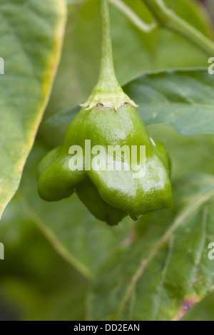 Chili-Pfeffer 'Nepalesischen Bell'. Capsicum Annuum sehr Gruppe. Stockfoto