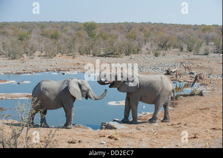 Zwei Elefanten (Loxodonta Africana) und drei große Kudu (Tragelaphus Strepsiceros) trinken, Halali Wasserloch, Etosha-Namibia Stockfoto