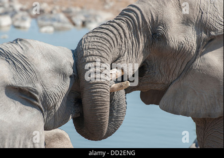 Porträt von zwei Elefanten (Loxodonta Africana) Geselligkeit verdrehen Stämme an Halali Wasserstelle, Etosha Nationalpark, Namibia Stockfoto