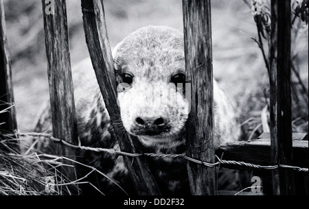 Graue Dichtung juvenile Donna Nook, MOD und Lincolnshire Wildlife Trust landen. Stockfoto