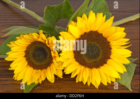 Zwei Sonnenblumen, alias Helianthus Annuus, auf einem Hartholz Eiche Regal Stockfoto