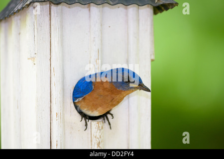 Eine männliche östlichen Bluebird (Sialia Sialis) stochert aus seinem Nistplatz. Stockfoto