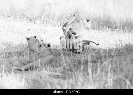 Ein Rudel verspielten Löwen spielt in der Morgensonne im Serengeti Nationalpark Serengeti Stockfoto