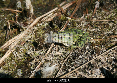 Einen grünen Frosch mit schwarzen Flecken Schilf in einem Sumpf in Morden, Manitoba, Kanada Stockfoto