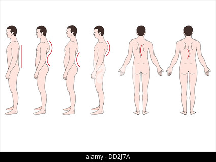 Turtle Anatomie Stockfoto