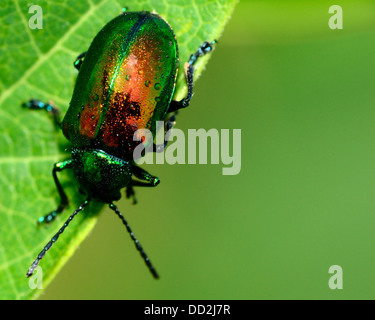 Definitionen-Käfer thront auf einem grünen Blatt. Stockfoto