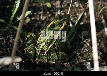 Einen grünen Frosch mit schwarzen Flecken Schilf in einem Sumpf in Morden, Manitoba, Kanada Stockfoto