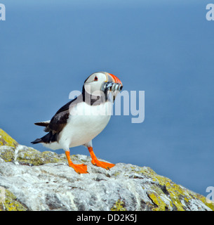 Papageitaucher mit Sandaal Stockfoto