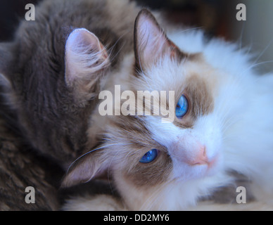 Eine süße blauäugige Ragdoll Katze suchen direkt zur Kamera, wird durch eine entzückende grau Tabby gestreichelt Stockfoto