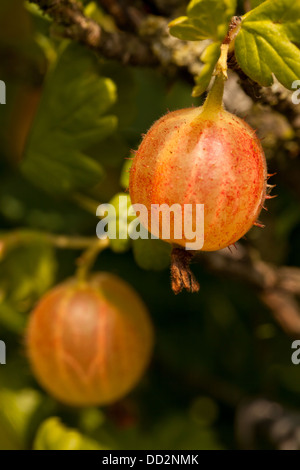 Frucht der rote Stachelbeere Stockfoto